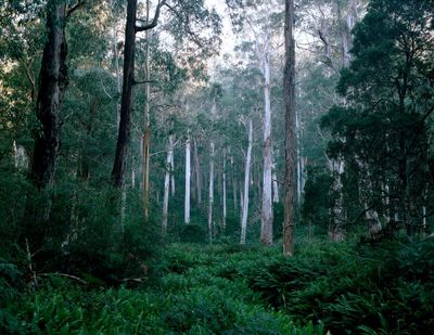 More than half of koalas relocated to NSW forest died in failed government attempt at reintroduction