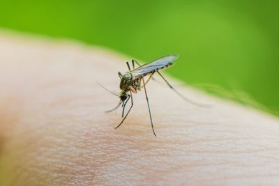 Chikungunya virus: Expert gives travel advice as France reports summer cases