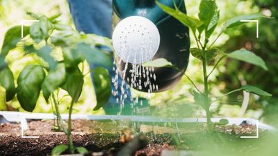 A professional gardener explains how tomato feed can significantly boost other plants in your garden