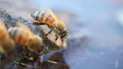 Bees desperately need your help in the heat – here's how to make them a watering station in just 3 quick steps (and you can do it for free)