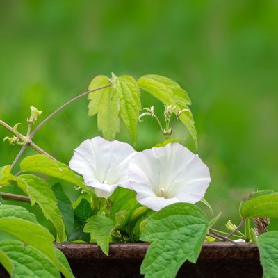 3 unexpected benefits of bindweed – it has a bad rep but experts say this invasive plant might actually be helping your soil