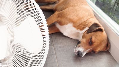 5 vet-approved and lifesaving heatwave tips to help struggling pets