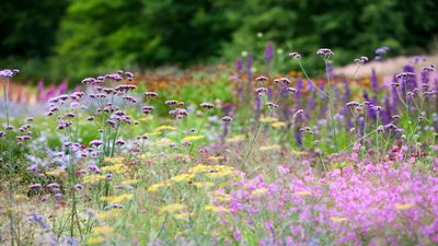 How to get started with matrix planting – discover how to emulate the ecological and time-saving benefits of this layering gardening technique