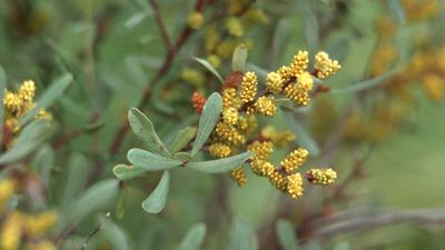 Underrated hedge plants – 7 lesser-known picks from plant professionals that deserve a spot in your yard