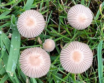 Country diary: An invasion of tiny fungi parachutists has landed overnight