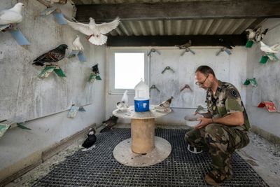 France's Military Pigeons Race In Memory Of Brave Predecessors