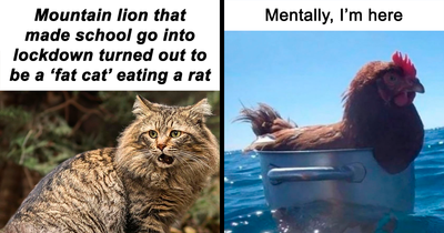 122 Funny And Relatable Animal Memes To Instantly Improve Your Entire Day (New Pics)