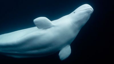 Blue-chip giants and new voices lead the 2025 Panda Awards nominations