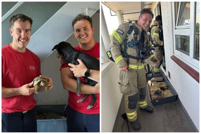 'Naughty' tortoise sparks fire at home in south London
