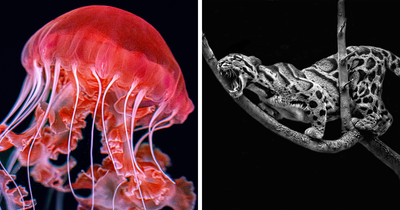 Budapest International Foto Awards 2023: 20 Winning Images That Take Us Into The Beautiful World Of Nature