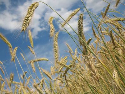 Wheat Bouncing on Monday Morning
