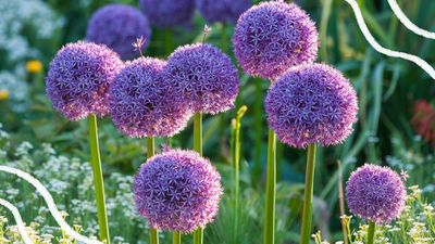Should you deadhead alliums? Garden maintenance experts share their professional advice