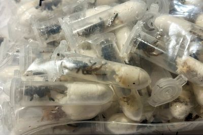 1,500 tarantulas seized at airport after being smuggled in chocolate spongecake boxes