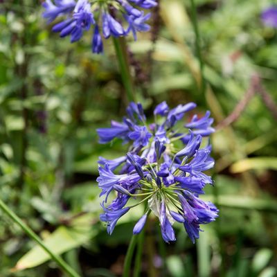 6 of the best drought-tolerant plants for pots that thrive in a heatwave