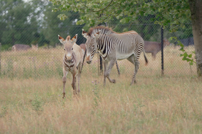 Adorable moment baby Zebra plays with older brother at zoo