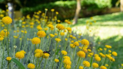 I gardened in the sun-drenched hills of Tuscany – these are the 5 heat-resistant ground covers I swear by for cruel summers