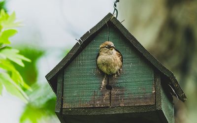 Best birdhouses with cameras for getting closer to your garden’s wildest visitors
