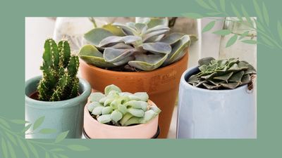 How often should you water succulents? Expert tips and advice for keeping your plants healthy