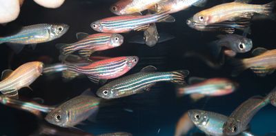 Many fish are social, but pesticides are pushing them apart