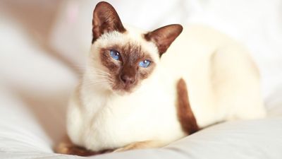 Keen to share your home with a Siamese cat? Find out everything there is to know about this breed