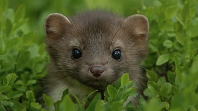 "A truly historic moment for wildlife recovery" - pine marten kits sighted in British national park for first time in a century