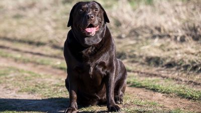 What is hypothyroidism in dogs? A vet explains this common (and misunderstood) condition