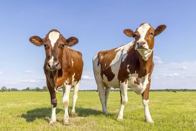 Cattle Fall Back Lower on Monday