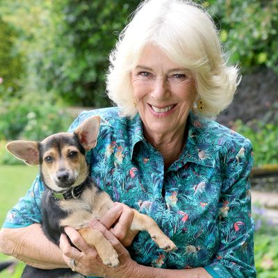 Queen Camilla Debuts the Cutest Photo of Her Puppy Moley, After Meeting an Array of Sweet Pups During Battersea Dogs & Cats Home Visit