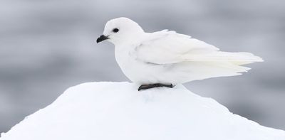 The southern hemisphere is full of birds found nowhere else on Earth. Their importance has been overlooked