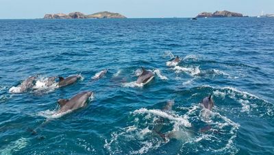 Could giving this pod of dolphins the same legal rights as humans help keep them safe?