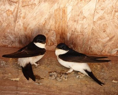 Country diary: For these birds, home is where the food is