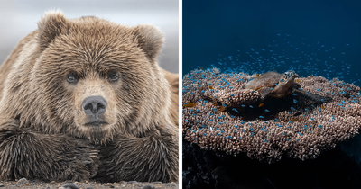 These Jaw-Dropping Wildlife Photos Prove Nature Is The Ultimate Artist (25 Pics)