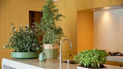10 Types of Ficus That Will Look Amazing in Your Home — The Classics and Some Lesser-Known Varieties to Look Out for