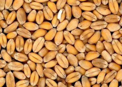 Wheat Weakness Continuing on Tuesday