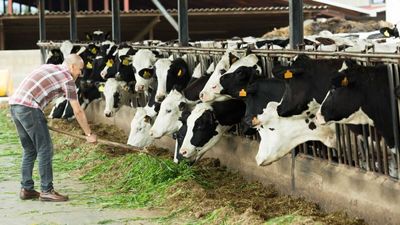 Cattle Fall on Monday as Traders Look to Tuesday Action