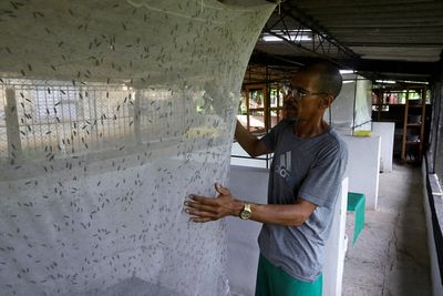 The money-spinning doctor who swapped medicine to breed black soldier flies