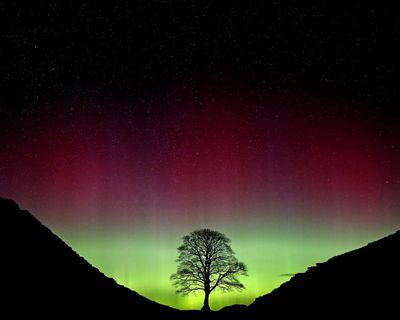 Sycamore Gap: why would anyone cut down a tree that brought joy to so many?