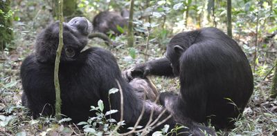 Whose turn is it? The question is at the heart of language and chimpanzees ask it too