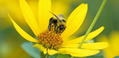 How AI can help protect bees from dangerous parasites