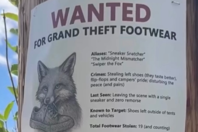Sly as a... National park rangers blame sneaky fox for theft of 32 pairs of shoes