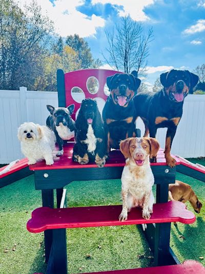 Furball Fitness Celebrates 10 Years of Compassionate Care for Pets in Central Ohio and Beyond