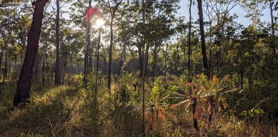 Control fire and ferals in Australia’s tropical savannas to bring the small mammals back