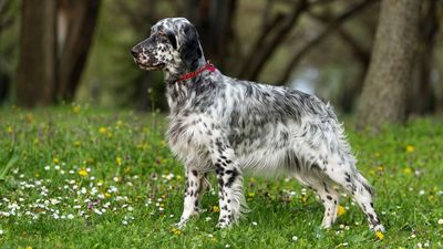 English Setters have show-stopping good looks but there’s so much more to this breed