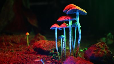 'I was floored by the data': Psilocybin shows anti-aging properties in early study