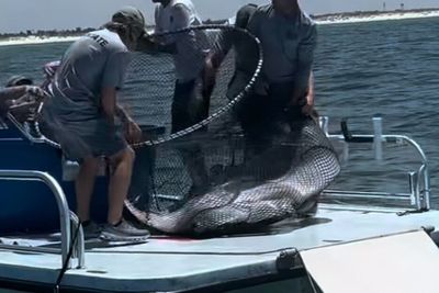 Footage of manta ray being captured in Florida raises animal welfare concerns