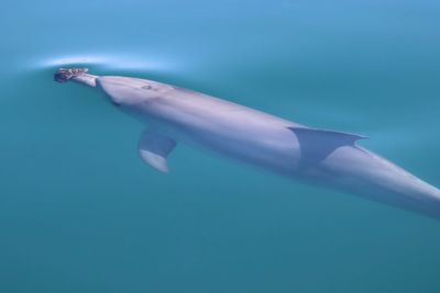 Some Australian dolphins use sponges to hunt fish, but it's harder than it looks
