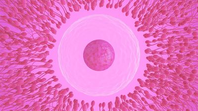 The choice of sperm is 'entirely up to the egg' — so why does the myth of 'racing sperm' persist?