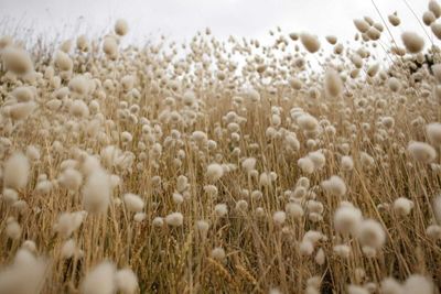 Cotton Pushes Gains to Tuesday’s Close