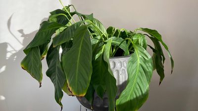 Gardeners urged to use this one kitchen ingredient to save dying plants in a heatwave — and you’ll be surprised