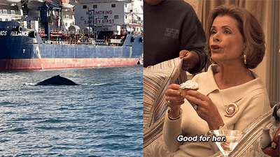 A Hungry Whale Caused Chaos & Whimsy In Sydney Harbour This Morning & Good For Her